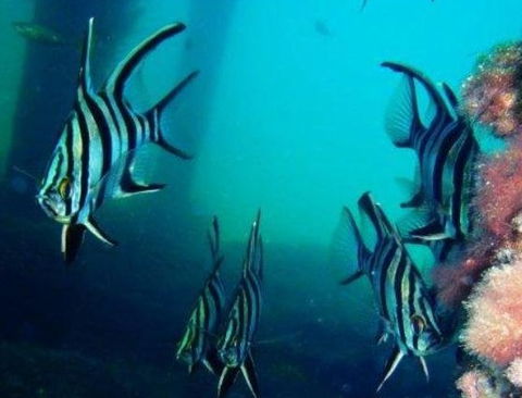 Perth Scuba - Education WA 3