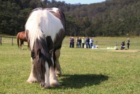 Unbridled Results - Education WA 0