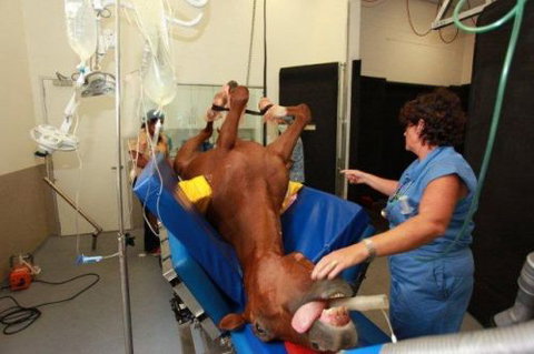 Pacific Vetcare - Education WA 6